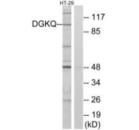 Western blot - DGKQ Antibody from Signalway Antibody (33812) - Antibodies.com