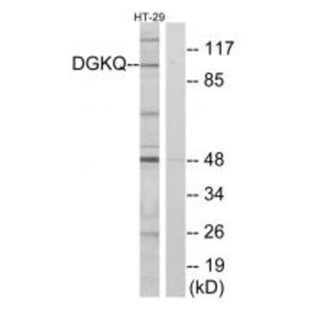 Western blot - DGKQ Antibody from Signalway Antibody (33812) - Antibodies.com