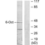 Western blot - OCT6 Antibody from Signalway Antibody (33849) - Antibodies.com
