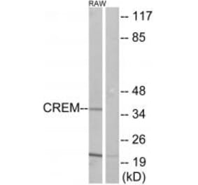 Western blot - CREM Antibody from Signalway Antibody (33850) - Antibodies.com