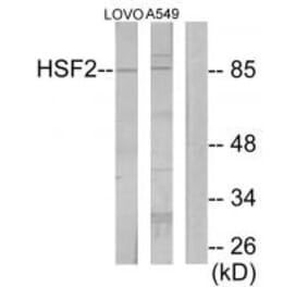 Western blot - HSF2 Antibody from Signalway Antibody (33854) - Antibodies.com