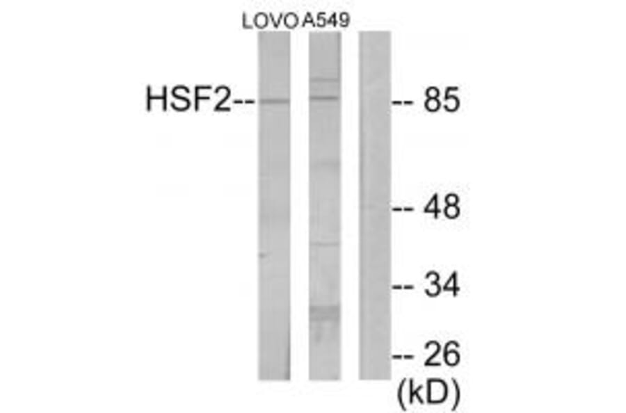 Western blot - HSF2 Antibody from Signalway Antibody (33854) - Antibodies.com