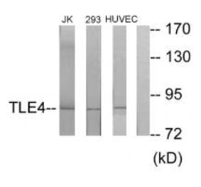 Western blot - TLE4 Antibody from Signalway Antibody (33856) - Antibodies.com