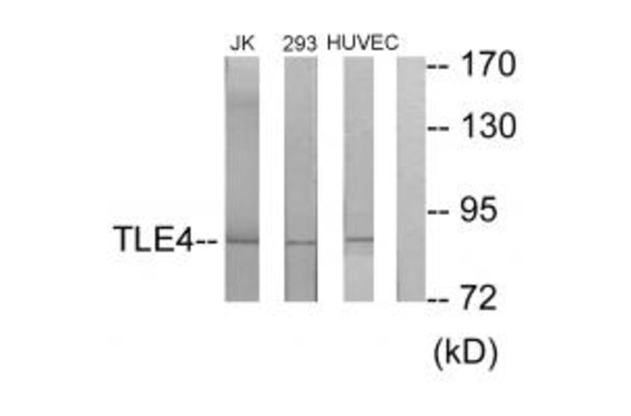 Western blot - TLE4 Antibody from Signalway Antibody (33856) - Antibodies.com