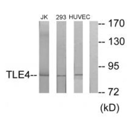 Western blot - TLE4 Antibody from Signalway Antibody (33856) - Antibodies.com