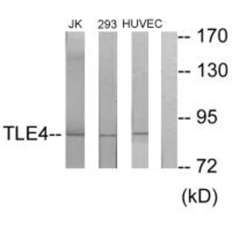 Western blot - TLE4 Antibody from Signalway Antibody (33856) - Antibodies.com