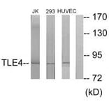 Western blot - TLE4 Antibody from Signalway Antibody (33856) - Antibodies.com