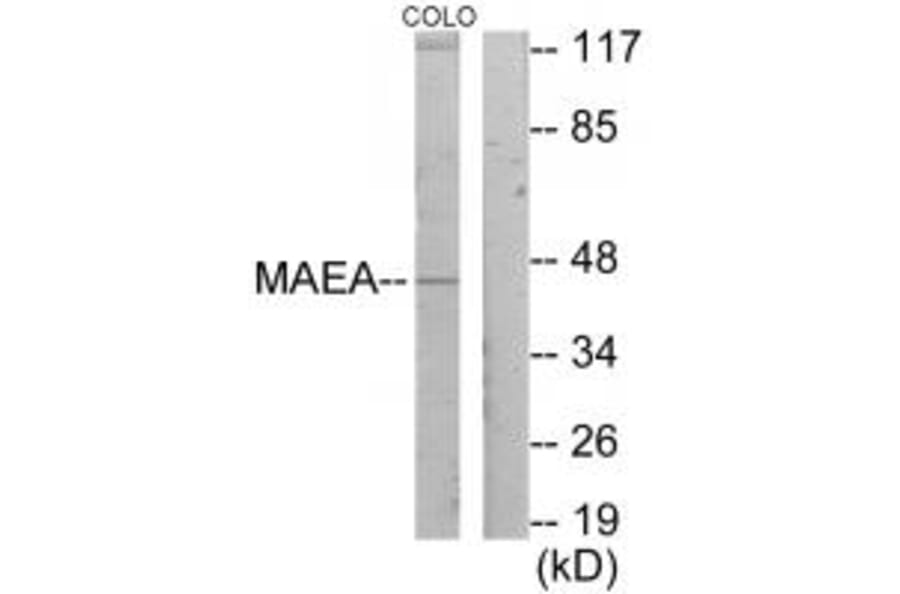 Western blot - MAEA Antibody from Signalway Antibody (33945) - Antibodies.com