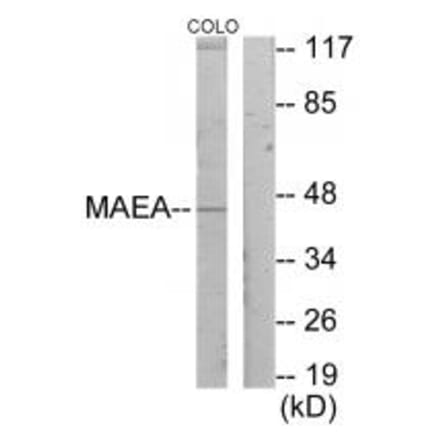 Western blot - MAEA Antibody from Signalway Antibody (33945) - Antibodies.com