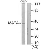 Western blot - MAEA Antibody from Signalway Antibody (33945) - Antibodies.com