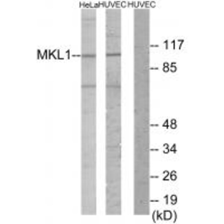 Western blot - MKL1 Antibody from Signalway Antibody (34018) - Antibodies.com