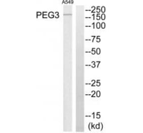 Western blot - PEG3 Antibody from Signalway Antibody (34056) - Antibodies.com