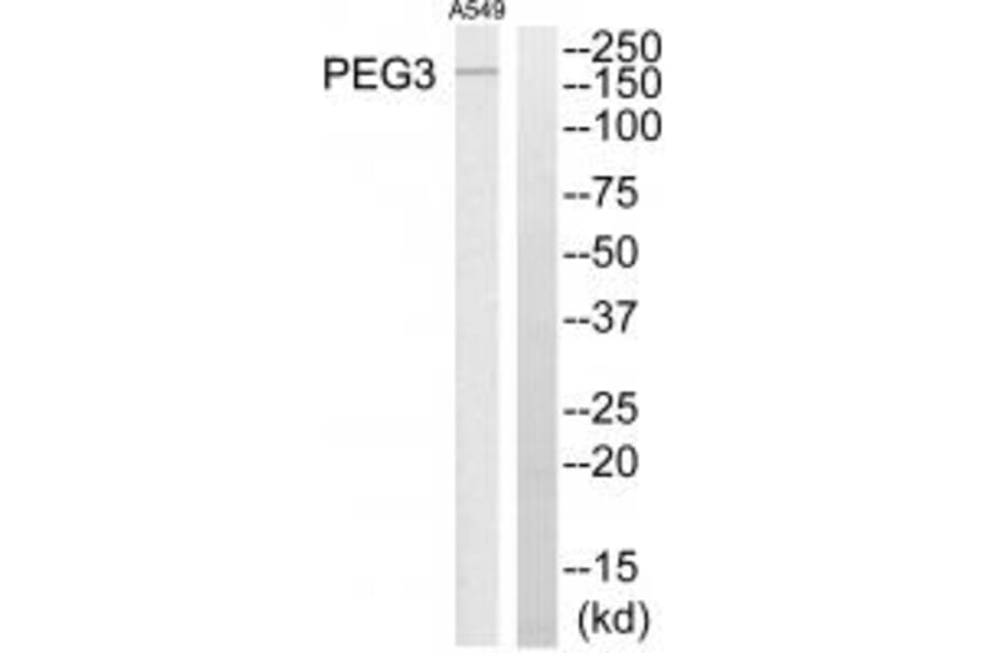 Western blot - PEG3 Antibody from Signalway Antibody (34056) - Antibodies.com
