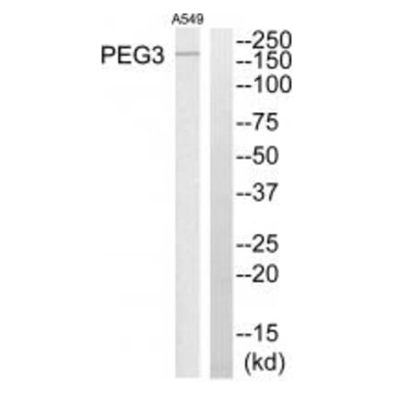 Western blot - PEG3 Antibody from Signalway Antibody (34056) - Antibodies.com