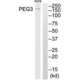 Western blot - PEG3 Antibody from Signalway Antibody (34056) - Antibodies.com
