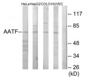 Western blot - AATF Antibody from Signalway Antibody (34082) - Antibodies.com