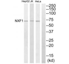 Western blot - NXF1 Antibody from Signalway Antibody (34096) - Antibodies.com
