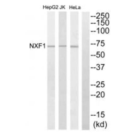 Western blot - NXF1 Antibody from Signalway Antibody (34096) - Antibodies.com