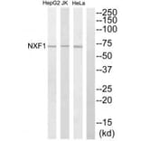 Western blot - NXF1 Antibody from Signalway Antibody (34096) - Antibodies.com