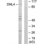 Western blot - DNL4 Antibody from Signalway Antibody (34266) - Antibodies.com