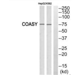 Western blot - FAF1 Antibody from Signalway Antibody (34269) - Antibodies.com
