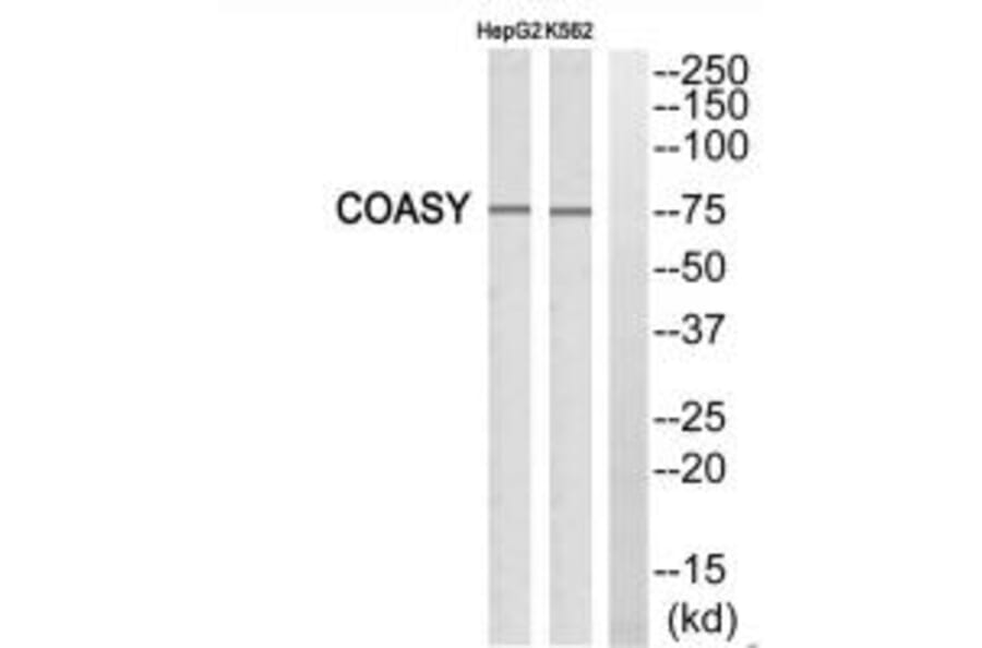 Western blot - FAF1 Antibody from Signalway Antibody (34269) - Antibodies.com