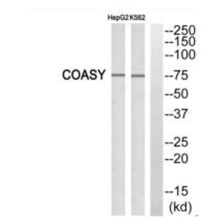 Western blot - FAF1 Antibody from Signalway Antibody (34269) - Antibodies.com