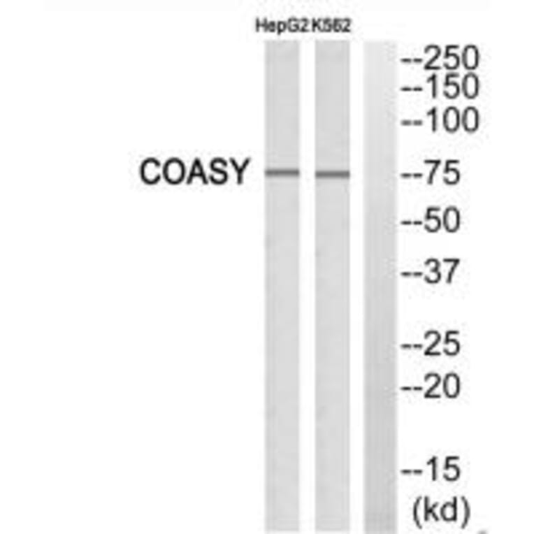 Western blot - FAF1 Antibody from Signalway Antibody (34269) - Antibodies.com