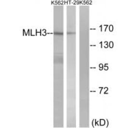 Western blot - MLH3 Antibody from Signalway Antibody (34287) - Antibodies.com