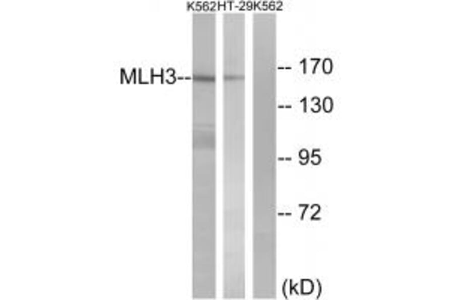 Western blot - MLH3 Antibody from Signalway Antibody (34287) - Antibodies.com