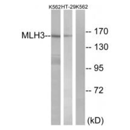 Western blot - MLH3 Antibody from Signalway Antibody (34287) - Antibodies.com
