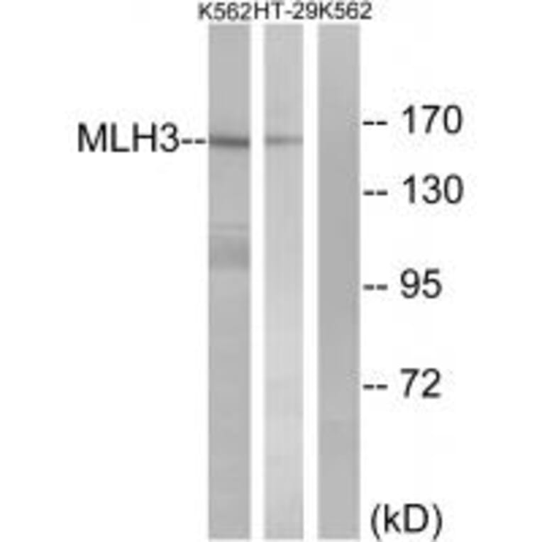 Western blot - MLH3 Antibody from Signalway Antibody (34287) - Antibodies.com