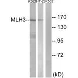 Western blot - MLH3 Antibody from Signalway Antibody (34287) - Antibodies.com