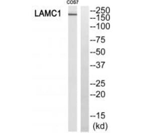 Western blot - MSH6 Antibody from Signalway Antibody (34290) - Antibodies.com