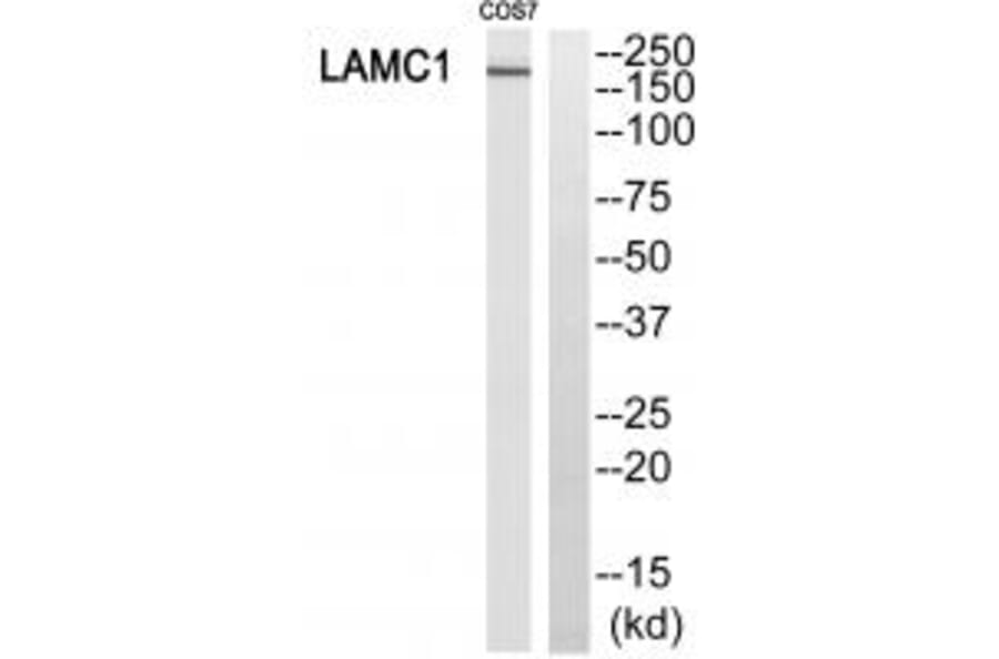 Western blot - MSH6 Antibody from Signalway Antibody (34290) - Antibodies.com