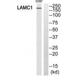 Western blot - MSH6 Antibody from Signalway Antibody (34290) - Antibodies.com