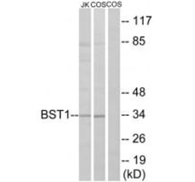 Western blot - BST1 Antibody from Signalway Antibody (34390) - Antibodies.com