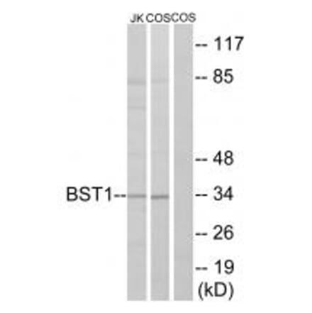 Western blot - BST1 Antibody from Signalway Antibody (34390) - Antibodies.com