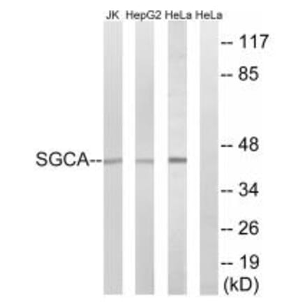 Western blot - SGCA Antibody from Signalway Antibody (34407) - Antibodies.com