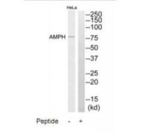 Western blot - AMPH Antibody from Signalway Antibody (34411) - Antibodies.com