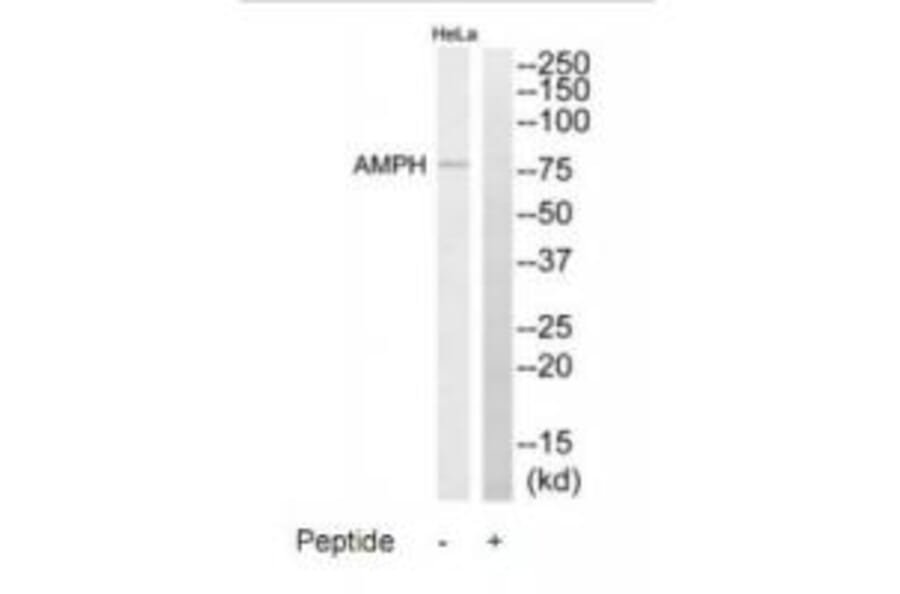 Western blot - AMPH Antibody from Signalway Antibody (34411) - Antibodies.com