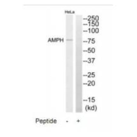 Western blot - AMPH Antibody from Signalway Antibody (34411) - Antibodies.com
