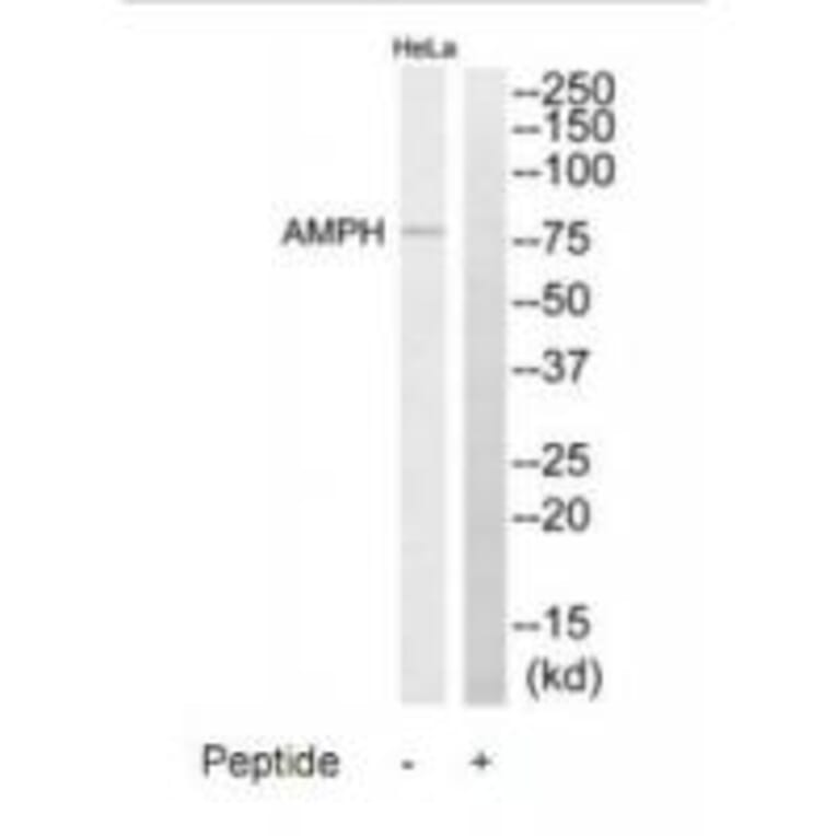 Western blot - AMPH Antibody from Signalway Antibody (34411) - Antibodies.com