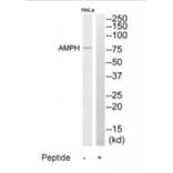 Western blot - AMPH Antibody from Signalway Antibody (34411) - Antibodies.com