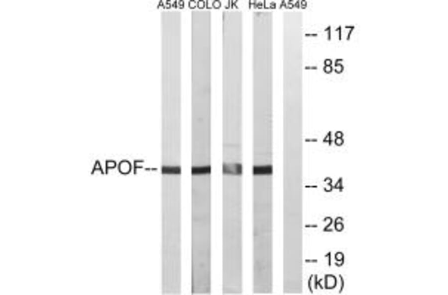 Western blot - APOF Antibody from Signalway Antibody (34430) - Antibodies.com