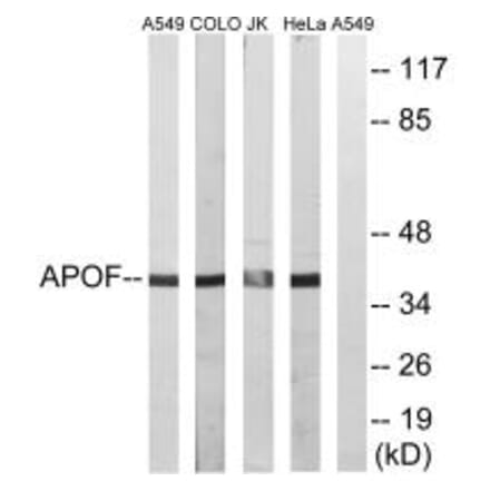 Western blot - APOF Antibody from Signalway Antibody (34430) - Antibodies.com