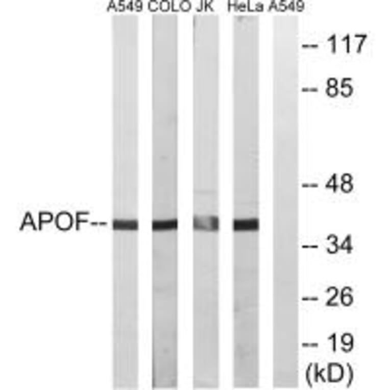 Western blot - APOF Antibody from Signalway Antibody (34430) - Antibodies.com