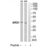 Western blot - ARG1 Antibody from Signalway Antibody (34437) - Antibodies.com
