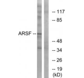 Western blot - ARSF Antibody from Signalway Antibody (34443) - Antibodies.com