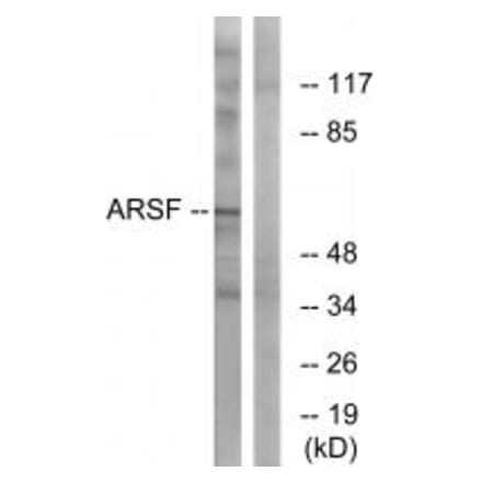 Western blot - ARSF Antibody from Signalway Antibody (34443) - Antibodies.com